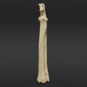 Anatomical model of the radius and ulna - Image 1