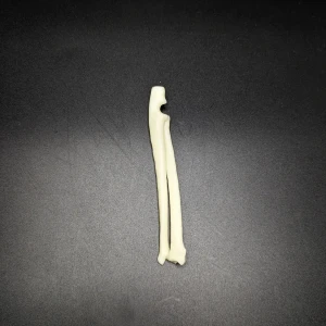 Anatomical model of the antebrachium - Image 2