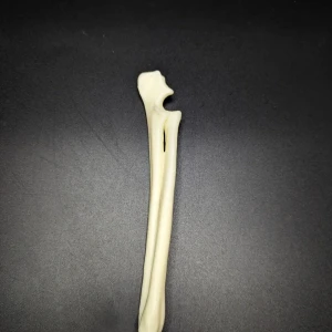 Anatomical model of the radius and ulna - Image 2