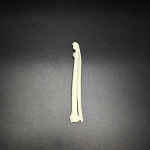Anatomical model of the antebrachium - Image 3