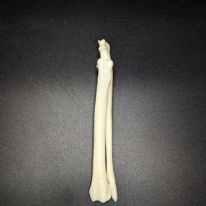 Anatomical model of the radius and ulna - Image 3