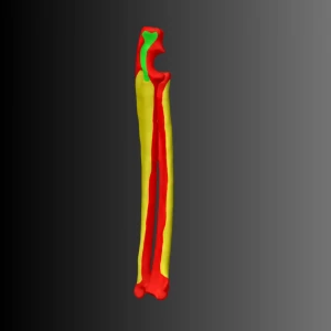 Anatomical model of the radius and ulna of a cat (bone map) - Image 1
