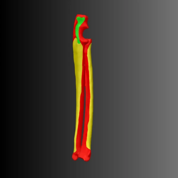 Anatomical model of the radius and ulna of a cat (bone map) 1
