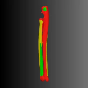 Anatomical model of the radius and ulna of a cat (bone map) - Image 2