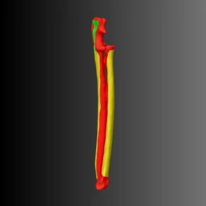 Anatomical model of the radius and ulna of a cat (bone map) - Image 3