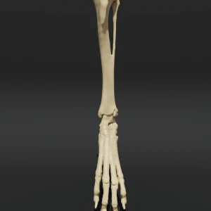 Anatomical model of the tibia and patellofemoral joint - Image 1