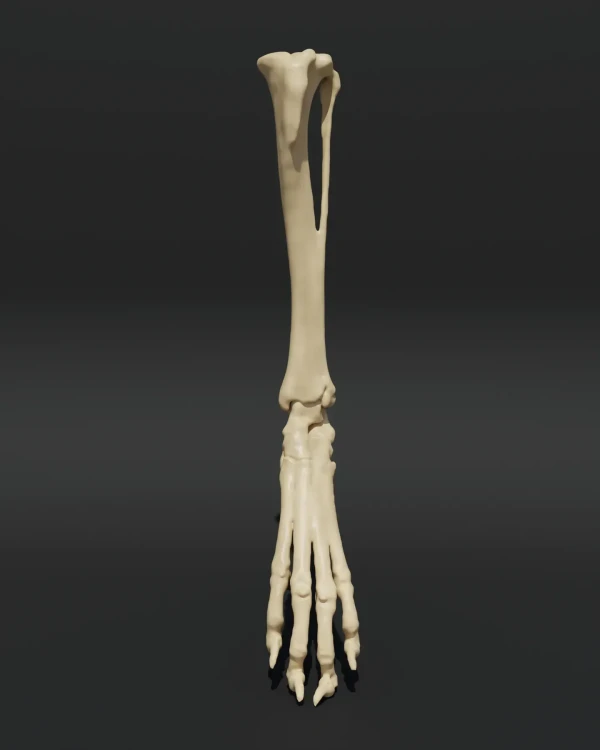 Anatomical model of the tibia and patellofemoral joint 1
