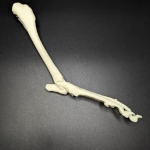 Anatomical model of the tibia and patellofemoral joint - Image 2
