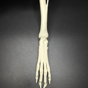 Anatomical model of the tibia and patellofemoral joint - Image 4