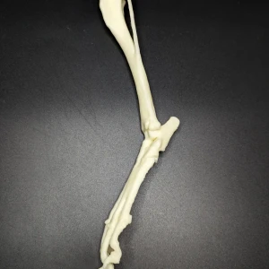 Anatomical model of the tibia and patellofemoral joint - Image 3