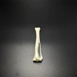 Anatomical model of the tibia bone - Image 3