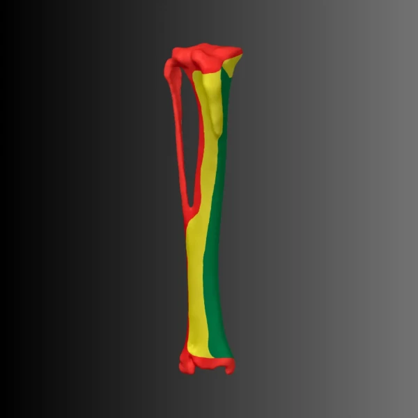 Anatomical model of the tibia of a dog (bone map) 1