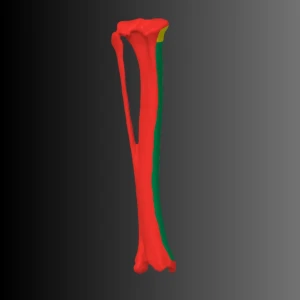Anatomical model of the tibia of a dog (bone map) - Image 2