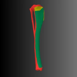 Anatomical model of the tibia of a dog (bone map) - Image 6