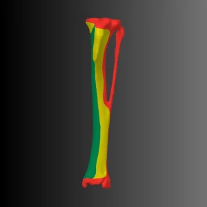 Anatomical model of the tibia of a dog (bone map) - Image 5