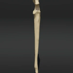 Anatomical model of the ulna - Image 1