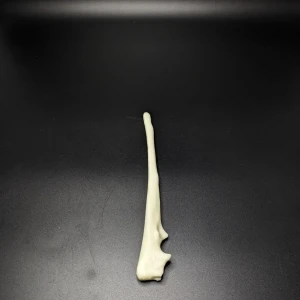 Anatomical model of the ulna - Image 2