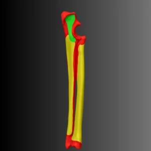 Anatomical model of the ulna and radius of a dog (bone map) - Image 2