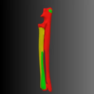 Anatomical model of the ulna and radius of a dog (bone map) - Image 3