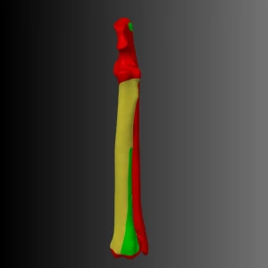Anatomical model of the ulna and radius of a dog (bone map) - Image 1