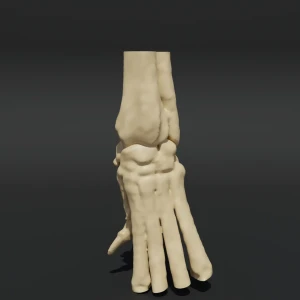 Anatomical model of the wrist joint - Image 1