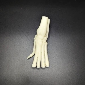 Anatomical model of the wrist joint - Image 2