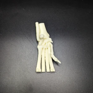 Anatomical model of the wrist joint - Image 3