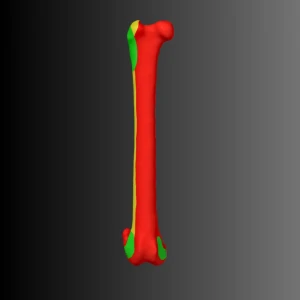 Cat femur anatomical model (bone map) - Image 1
