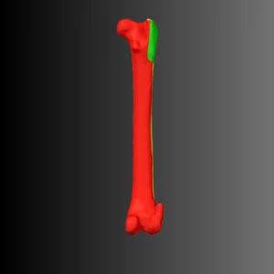 Cat femur anatomical model (bone map) - Image 2