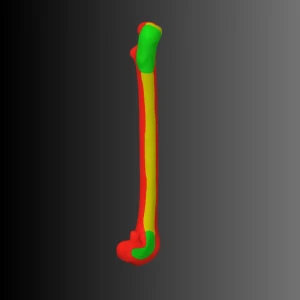 Cat femur anatomical model (bone map) - Image 4