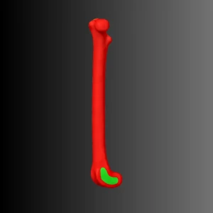 Cat femur anatomical model (bone map) - Image 3
