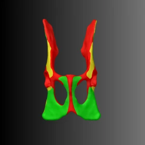 Cat pelvis anatomical model (bone map) - Image 1