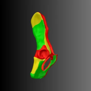 Cat pelvis anatomical model (bone map) - Image 2