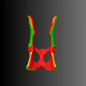 Cat pelvis anatomical model (bone map) - Image 3