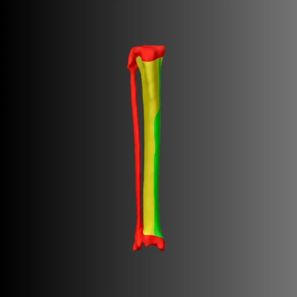 Cat's lower leg anatomical model (bone map) 1