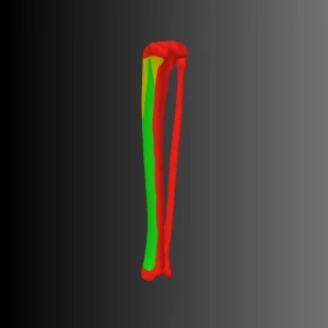 Cat's lower leg anatomical model (bone map) - Image 2
