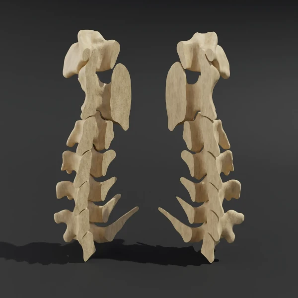 Disassembled model. Anatomical model of the cervical spine of a cat 1