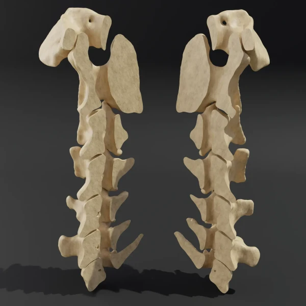 Disassembled model. Anatomical model of the cervical spine of a dog 1