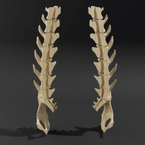 Dismountable model. Anatomical model of the lumbar spine of a cat with pelvis - Image 1