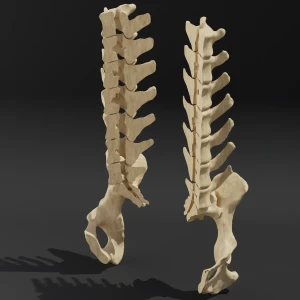 Dismountable model. Anatomical model of the lumbar spine of a dog with pelvis - Image 3