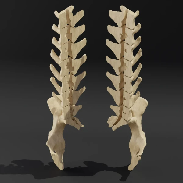 Disassembled model. Anatomical model of the lumbar spine of a dog with pelvis1