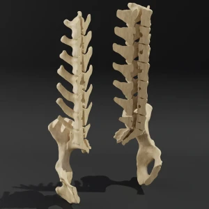Dismountable model. Anatomical model of the lumbar spine of a dog with pelvis - Image 2