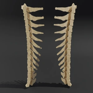 Dismountable model. Anatomical model of the thoracic spine of a cat - Image 1