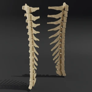Dismountable model. Anatomical model of the thoracic spine of a cat - Image 2
