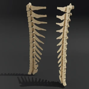 Dismountable model. Anatomical model of the thoracic spine of a cat - Image 3