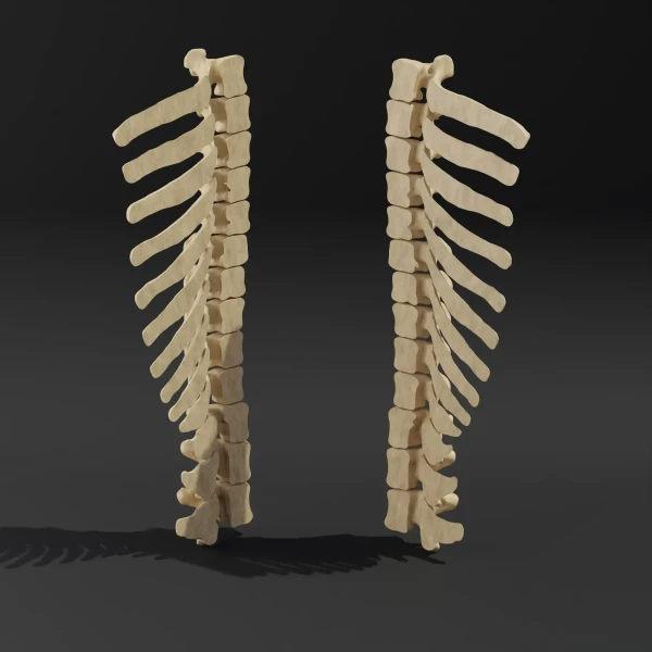 Disassembled model. Anatomical model of the thoracic spine of a dog 1
