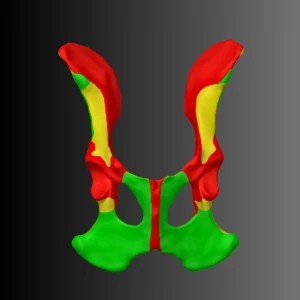 Dog Pelvis Anatomical Model (Bone Map) - Image 1