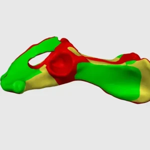 Dog Pelvis Anatomical Model (Bone Map) - Image 2