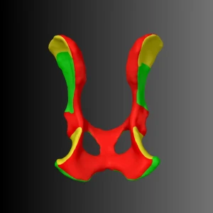 Dog Pelvis Anatomical Model (Bone Map) - Image 3