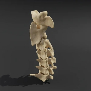 Solid model. Anatomical model of the cervical spine of a cat - Image 1